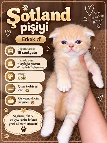 britain pişik satilir: Britan, Erkək — 8