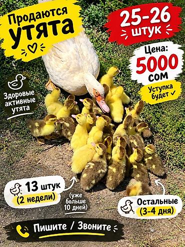 кон сатылат: Попадаю уток с утятами утят 13цитим больше 2недель а остальные с 3 4 — 1