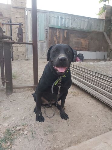 balaca boyumeyen itler: Labrador-retriver, 2 il, Erkek