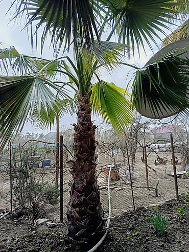 altay su matoru: Meksika Fan Xurması (Washingtonia robusta) – həyət və bağ üçün — 5