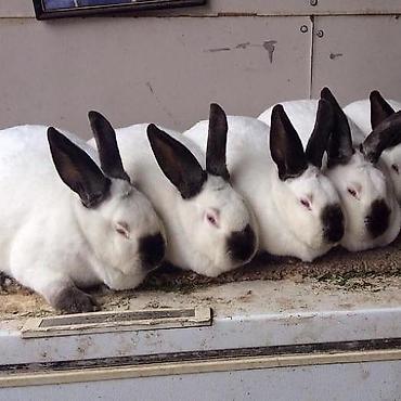 dəvəquşu əti qiyməti: Кроличе мясо,rabbit meat,цена договорная — 2