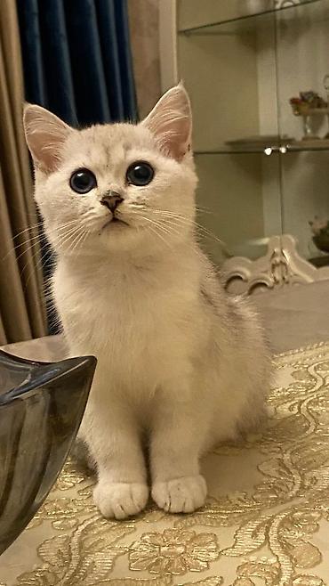 ragdoll pisik: Şotland — 10