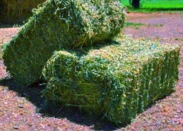купить романовских овец: Срочно продам тюки клевера с поля! Буду тюковать примерно 5 или 6