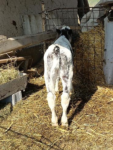 Коровы, быки: Продаю | Музоо, торпок | Бельгийская — 4