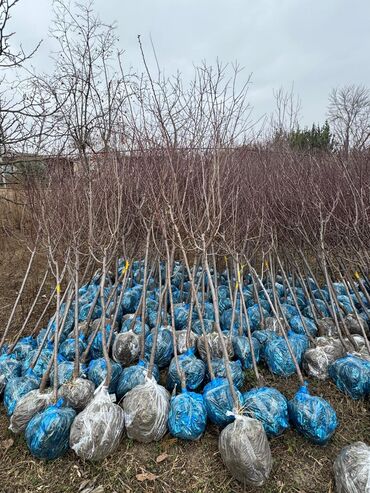 Ağaclar: Her növ ağaclar ve dekarativ ağaclar çox ucuz ve qarantili gubresiz — 42