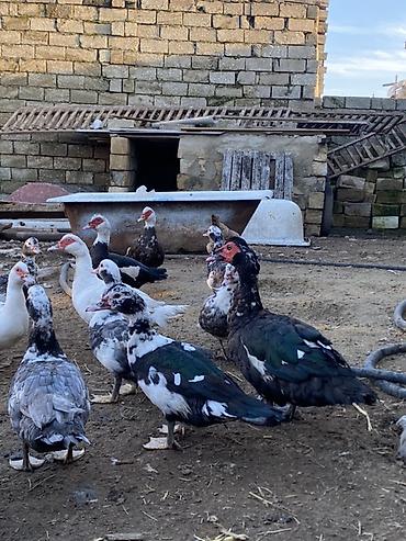 herati fərəsi: Lal ördəklər tam sağlar cavandılar 1 ilin fərələridi, 7 8 aylıqlarda — 9