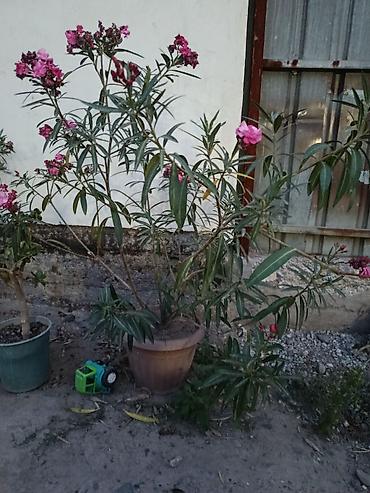 1001 роза: Комнатно-садовый куст в кадке — розовый олеандр (Nerium oleander) - — 2