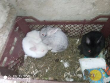 Dovşanlar: Dovşan karlik dovşanlar balalar 1 aylığ Krolik karlik zayciki Aslan — 10