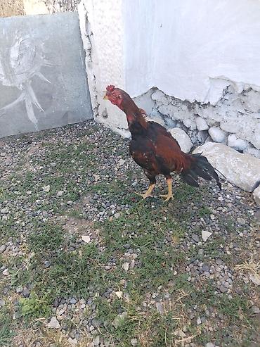 ana bala inək: Salam 10 11 aylıq beçedi işdəyən vaccapda yazsin — 5