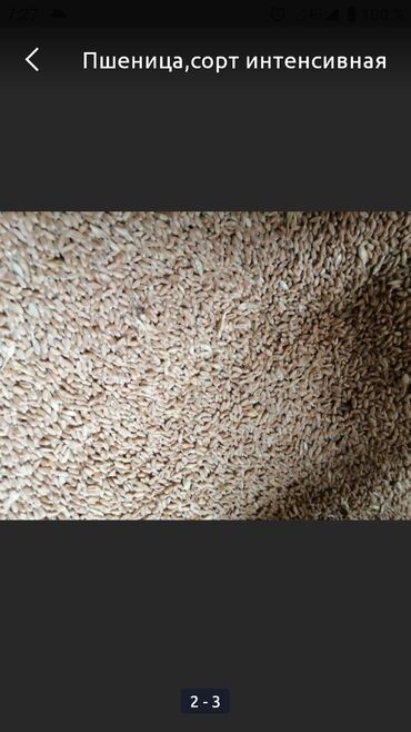 цена медовика за кг: Пшеница. Семенник интенсивка двухручка 2ая репродукция