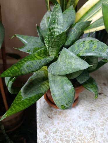 Драцены и Сансевиерии: Сансевьерии (сансевиерия цилиндрическая и полосатая/вариегатная) в — 6