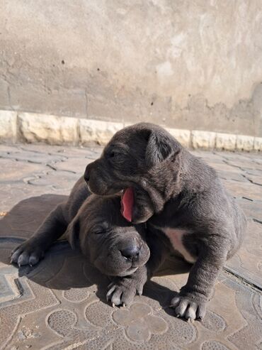 itler doberman: Кане-корсо, 1 месяц, Самка