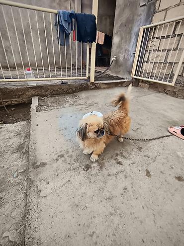 itler doberman: Pekines, 1 il, Erkək — 4