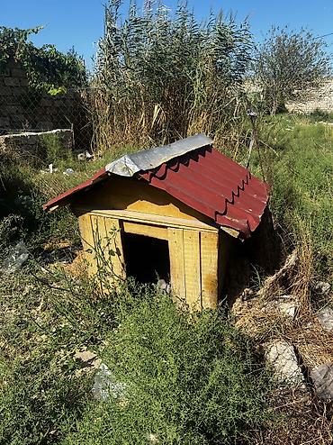 it yuvasi satilir: Salamm itlər çün yuvlar kimm istsə yazsınn 3 dənədi 230 mamatdıı ünvan — 2