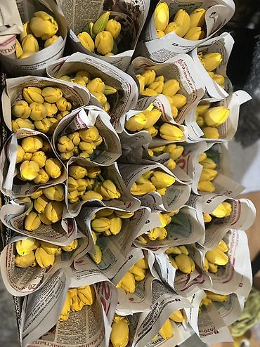 Теплицы: 🌷 Тюльпаны на продажу! Свежие, качественные, выращиваем сами. С — 13