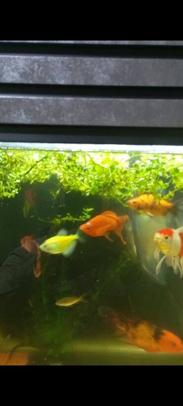 dovsan satışı: Dördbucaq akvarium, Balıqlarla birlikdə, 60 l, Ünvandan götürmə