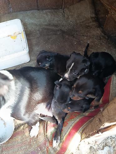 İtlər: Ünvandan götürmə — 13