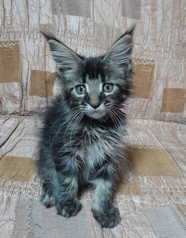 бишкектен уй сатылат: Maine Coon breed, 3 months cat, Boy cat, Litter trained cat