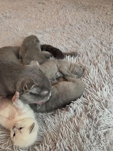 Pişiklər: Şotland — 3