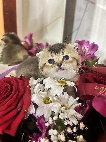 Pişiklər: Britan, Erkək, Ödənişli çatdırılma — 14