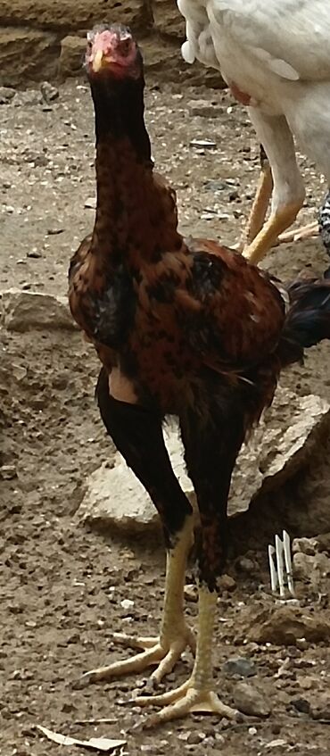 приют для животных в баку адрес: Heyratı pileymut bece 7 aylıqdır Maşallah tam saglamdır 45 manat