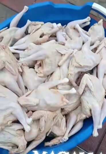 Quş: Məhsul: Təmizlənmiş kənd toyuqları (tam karkas) Təsvir: - Şəkillərdə — 7