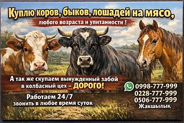 собака щенки: Колбасный цех : Бараны, овцы, Коровы, быки, Лошади, кони, | На забой, на мясо — 1