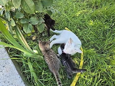 кошки сиамская: ‼️‼️Осталась только чёрная Котята домашние, помёт от одной кошки. На — 4