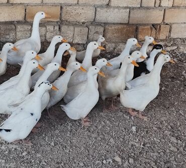 lavanda ördeyi: Dişi, | Kuban, Ətlik, Ünvandan götürmə