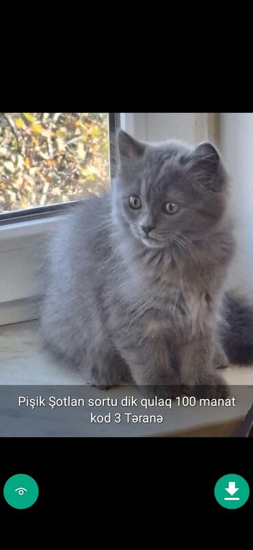 Pişiklər: Erkək, Ünvandan götürmə — 5