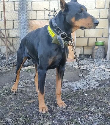 İtlər: Doberman, 11 ay, Erkek, Peyvəndli, Ödənişli çatdırılma