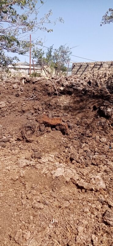 bineqedi rayonu resulzade qesebesi: Bitkilər, əkin üçün lazımi yanmış peyin