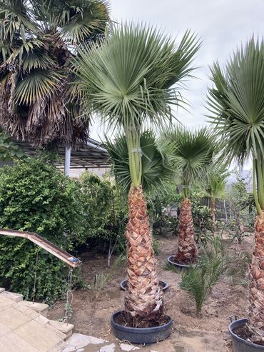palma ağacı satışı: Palma-Vaşinqton əla sort.8-10 illik ağaclardır.Dibçəklərdə əkilib