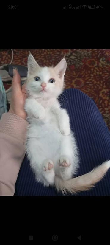 Үй жаныбарлары: Котята, домашние, ручные. Описание: к лотку приучены от паразитов — 1