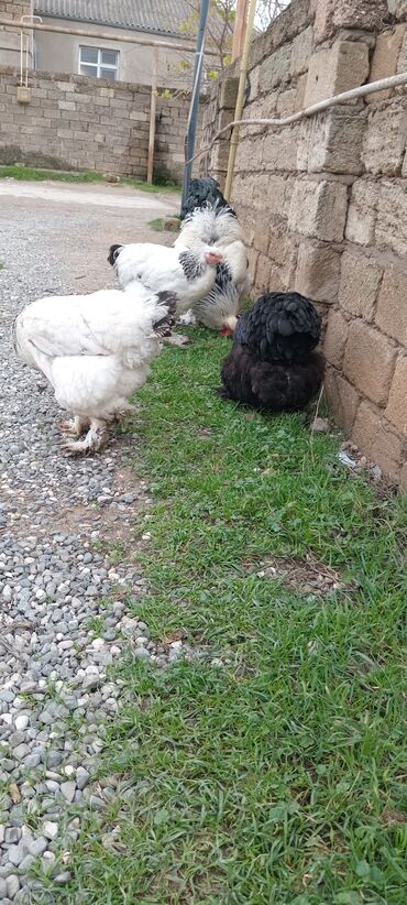 Toyuqlar: Brahma toyuqları – yumurtacı və ətlik iri cins 3 toyug 1 xoruz 280 m — 10