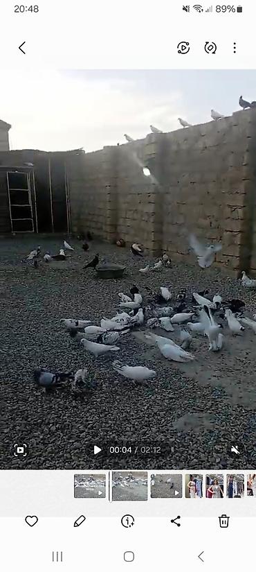 Quşlar: Terqitme quslar .90 eded.qiymeti 4.50.0554861378 — 2