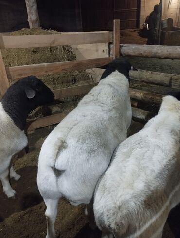 Бараны, овцы: Продаю | Баран (самец) | Для разведения | Племенные — 4