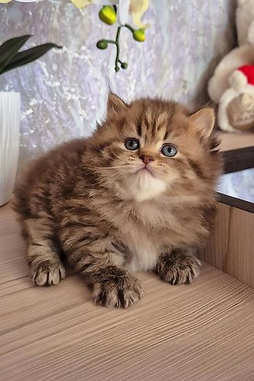 Pişiklər: Britan — 5