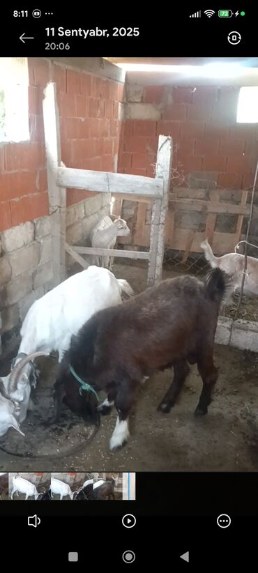 Keçi, çəpiş: Məhsul: Südlük keçilər Təsvir: - Şəkillərdə bir neçə baş keçi — 7