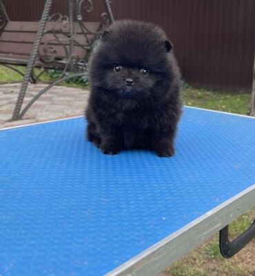 pomeranian spitz satisi: Şpitz, 2 ay, Erkek, Peyvəndli, Pulsuz çatdırılma