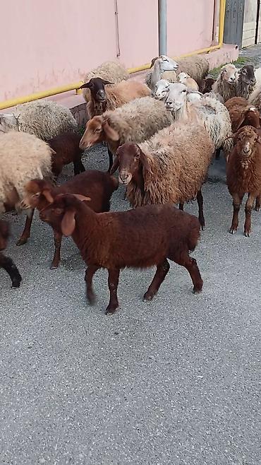 qoyun satişi: Salam. 16 ana bala 3 subay. kom sekilde satilir. etrafli z vuru — 1