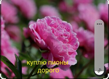 Цветы и букеты: Звоните