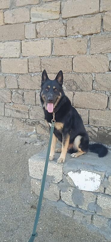 doberman itləri: Alman çoban iti — 1
