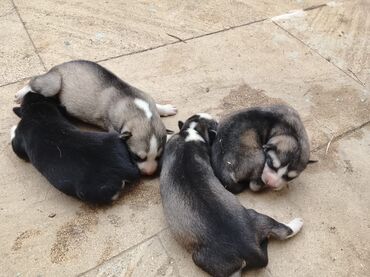 İtlər: Xaski, 1 ay, Erkek, Peyvəndli, Ödənişli çatdırılma — 9