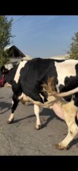 Inəklər, öküzlər: Süd yönümlü iri cins inək - Rəng: qara-ağ (Holşteyn tipli) - Güclü