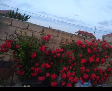 Toxumlar: Həyət gülleri. 90növ çesid var! — 2