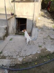 кошку в добрые руки: Cek rassel teryer, 2 il, Dişi, Ünvandan götürmə