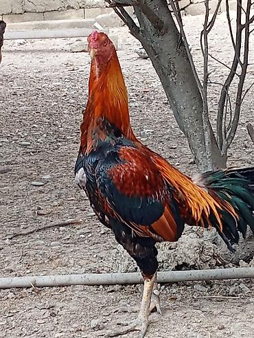 pulsuz it balalari: 100 manata satilir tam saglam 2 yasi var pul.lazimdi deye satilir Saf — 3