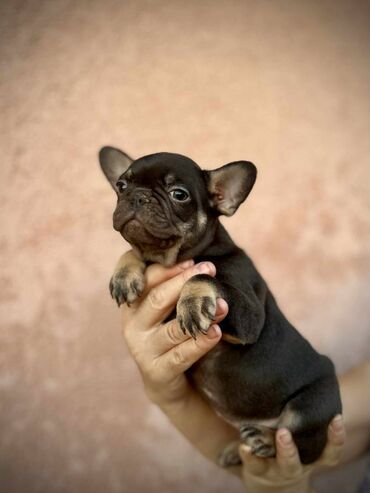 Psi: U ponudi imamo štenad egzotičnih boja, od kvalitetnih roditelja — 7