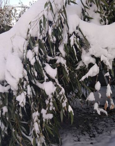Декоративные деревья: Бамбук для сада и удочек. Саженцы. Идеален для изготовления удочек — 5